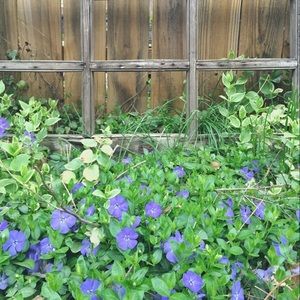 Meet your Posher, Reyna