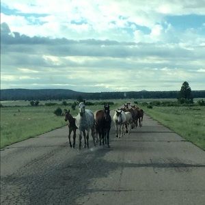 Meet your Posher, Joy