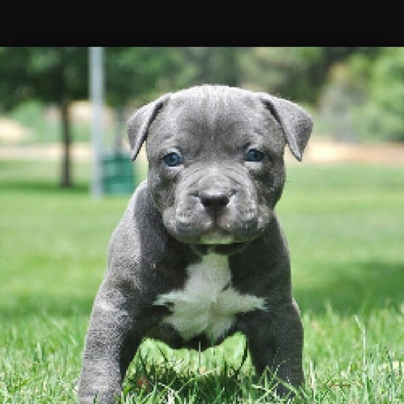 Meet your Posher, Amber - Picture 1 of 1