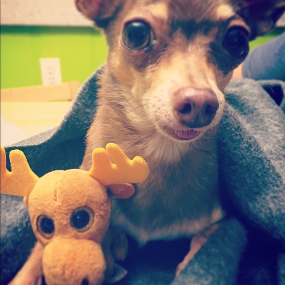 Meet your Posher, Melissa - Picture 3 of 6