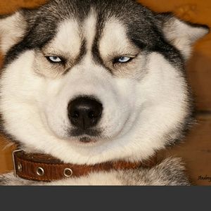 Meet your Posher, Audrey