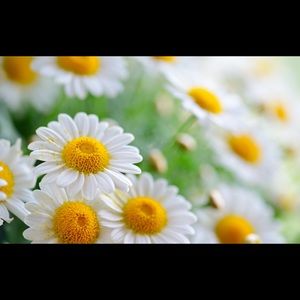 Meet your Posher, Betty