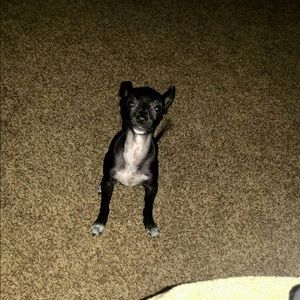 Meet your Posher, Sammy