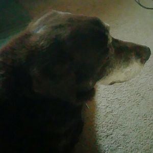 Meet your Posher, Janet