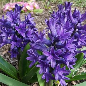 Meet your Posher, Teresa