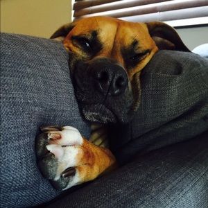 Meet your Posher, Mollie