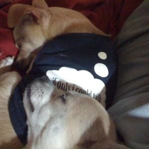 Meet your Posher, Shannon