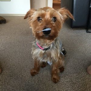 Meet your Posher, Ashley