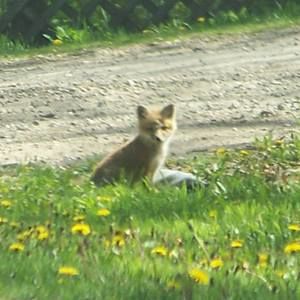 Meet your Posher, Candy