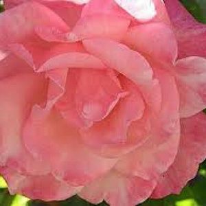 Meet your Posher, Macrina