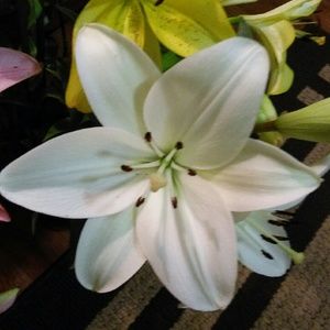 Meet your Posher, Iris