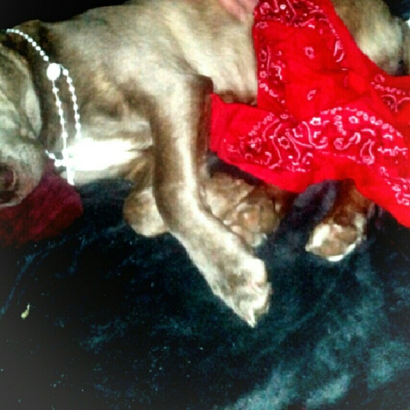 Meet your Posher, Billy