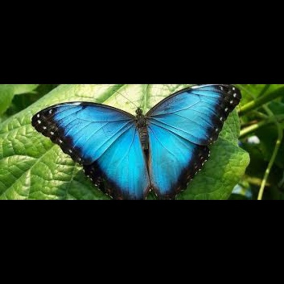 LAST ONE🔹The Morpho Butterfly🔹LOWEST - Picture 2 of 4