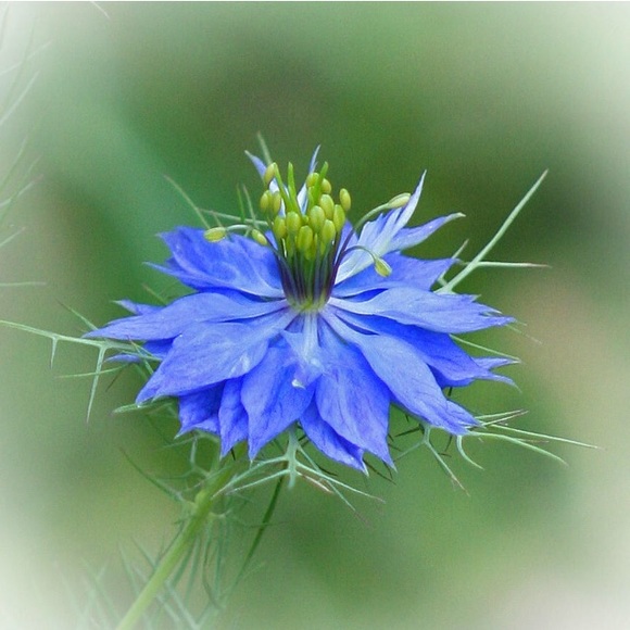 LAST ONE🔹The Mist Blue Dress - Picture 2 of 3