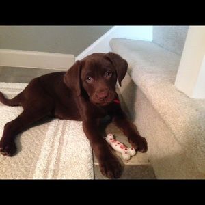 Meet your Posher, Brittnee