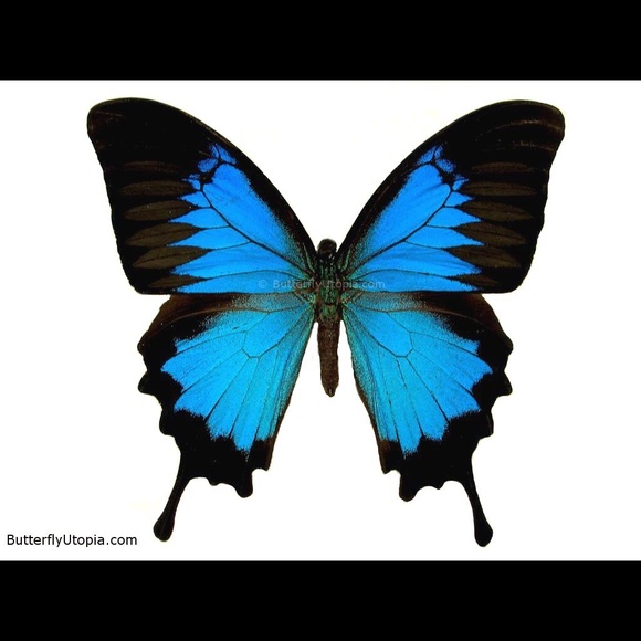 Meet your Posher, Rosie