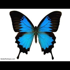 Meet your Posher, Rosie