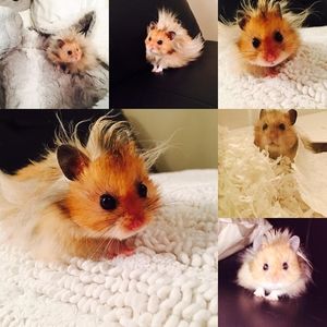 Meet your Posher, Margaret