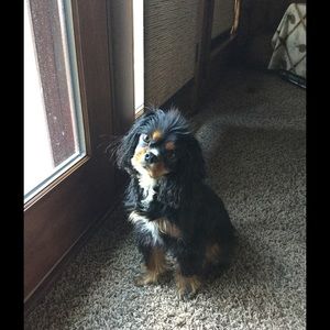 Meet your Posher, Sue