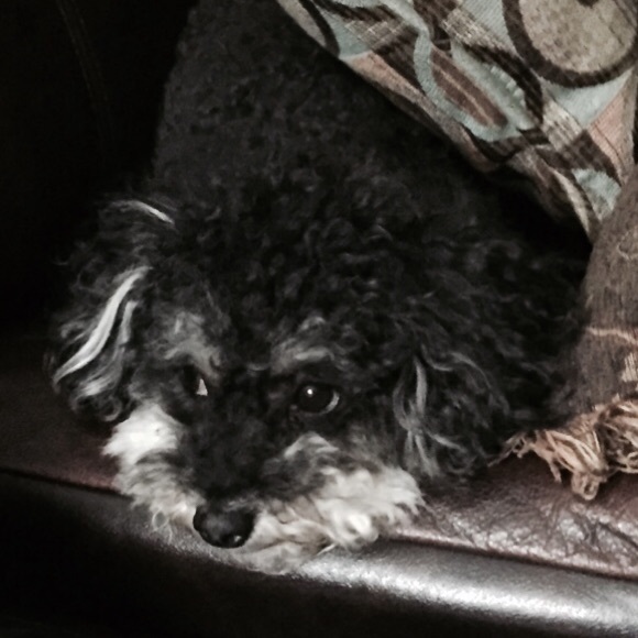 Meet your Posher, Rita - Picture 4 of 8