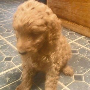 Meet your Posher, Susie