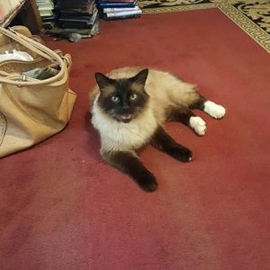 Meet your Posher, Regena