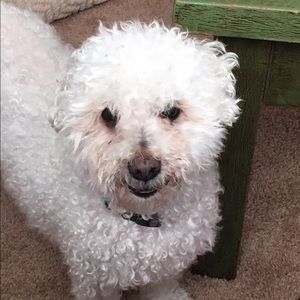 Meet your Posher, Dani