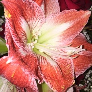 Meet your Posher, Yadelkys