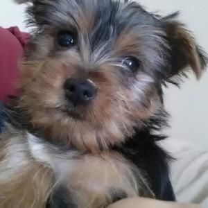 Meet your Posher, Shirley