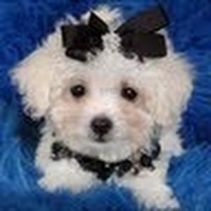 Meet your Posher, Rosanna