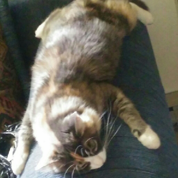 Meet your Posher, Kitty - Picture 2 of 3