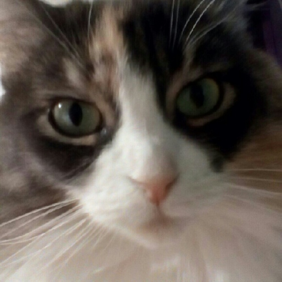 Meet your Posher, Kitty - Picture 3 of 3