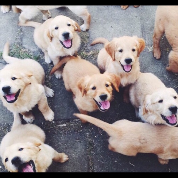 Meet your Posher, Eunice - Picture 1 of 1