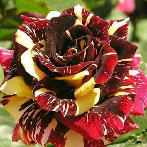 Meet your Posher, Daisy