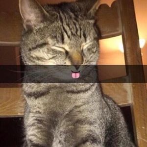 Meet your Posher, Ariel