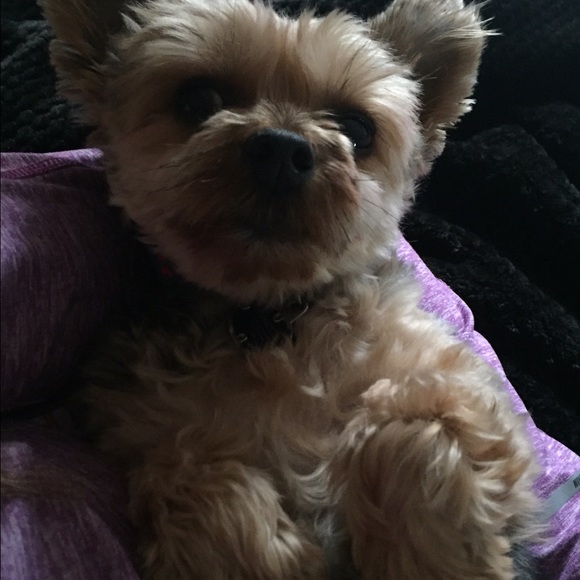 Meet your Posher, Kon - Picture 1 of 1