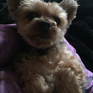 Meet your Posher, Kon