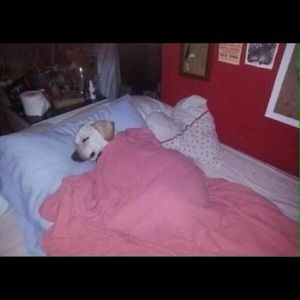 Meet your Posher, Priscilla