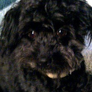 Meet your Posher, Ramona