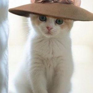 Meet your Posher, Chuck