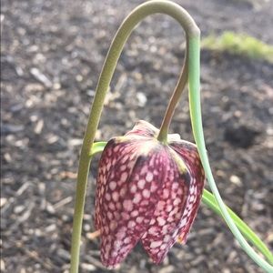 Meet your Posher, Jen