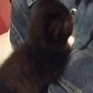 Meet your Posher, Laurie