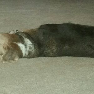 Meet your Posher, Amy