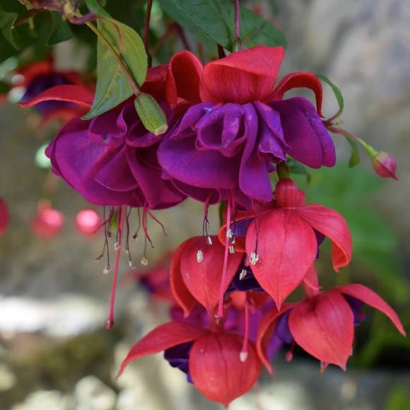 Meet your Posher, Carol