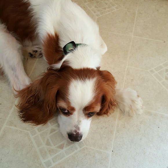 Meet your Posher, Lisa - Picture 1 of 1