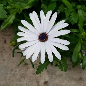 Meet your Posher, Brcka