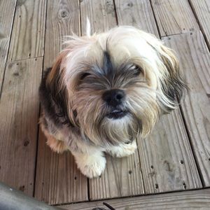 Meet your Posher, Carmen