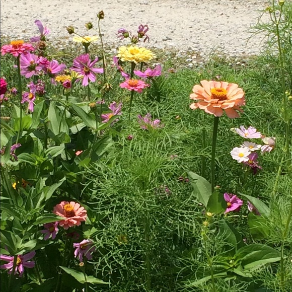 Meet your Posher, Renee - Picture 6 of 8