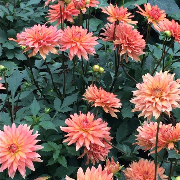 Meet your Posher, Renee - Picture 7 of 8