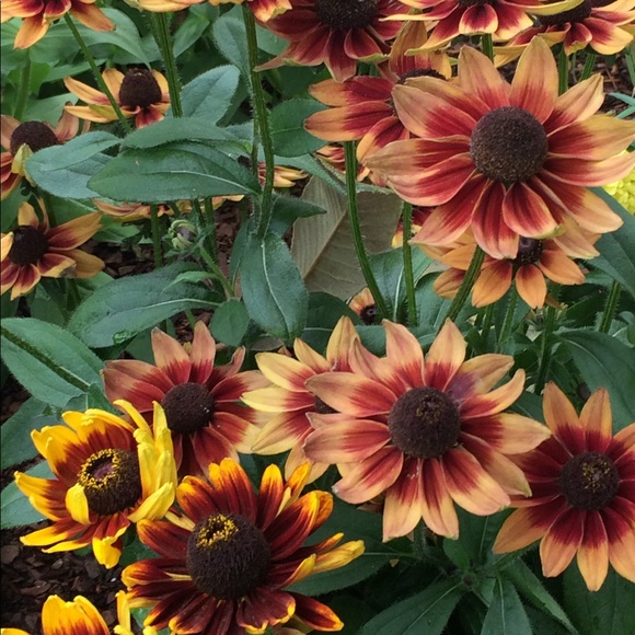 Meet your Posher, Renee - Picture 8 of 8